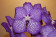Vanda Light Blue