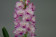 Vascostylis Janice Allison