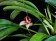 Masdevallia nidifica 'Red' 