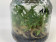 Paphiopedilum curtisii (im sterilen Glas)