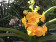Ascocenda Magic Orange (in Knospe / Blüte)