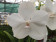 Vanda Diamond White