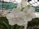 Vanda Diamond White