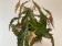 Begonia Amphioxos - Sparset