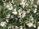 Begonia tripartida