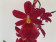 Burrageara Nelly Isler 'Red Velvet' (2 Rispen)