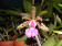 Cattleya aclandiae