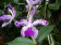 Cattleya amethystoglossa