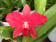 Cattleya bicolor 'alba' x Sophronites coccinea