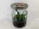 Cattleya dowiana 'aurea' (im sterilen Glas)