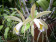 Cattleya forbesii 2