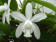 Cattleya intermedia 'alba'