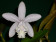 Cattleya intermedia 'alba'