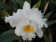 Cattleya Jose Marti Mothers Favorite Blüte