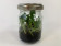 Cattleya labiata 'coerulea' (im sterilen Glas)