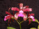 Cattleya guttata 'leopoldii'