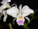 Cattleya mendelii