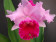 Cattleya Moneymaker x Cattleya Irene Holquin 2