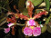 Cattleya schilleriana