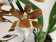 Colmanara Gold Rush (2 Rispen)