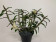 Dendrobium mohlianum x cuthbertsonii