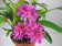 Dendrobium bracteosum x laevifolium