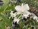 Dendrobium dearai