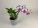 Dendrobium Enobi Purple 'Splash' AM/AOS (2 Rispen)