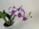 Dendrobium Enobi Purple 'Splash' AM/AOS (2 Rispen)