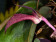 Bulbophyllum fletcherianum 'Miss Floralia' (Jgpfl. fast blühstark, frisch getopft)