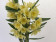 Dendrobium Vanilla Pommery