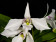 Dendrobium johnsoniae