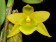Dendrobium trigonopus