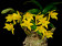 Dendrobium trigonopus