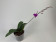 Doritaenopsis Purple Gem