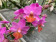 Doritaenopsis Table Mystery (2-3 Rispen)