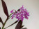 Epidendrum Anika (1 Blütenstiel)