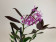 Epidendrum Anika (1 Blütenstiel)