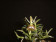 Epidendrum porpax