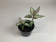 Goodyera schlechtendaliana var. Nishikiran