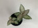 Goodyera schlechtendaliana var. Nishikiran