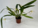Maxillaria bradei