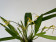Maxillaria bradei