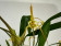 Maxillaria bradei