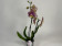 Phalaenopsis Flash (2 Rispen)