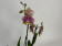 Phalaenopsis Flash (2 Rispen)