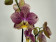 Phalaenopsis Flash (2 Rispen)