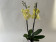 Phalanopsis Limoncello 'Kizz' (2 Rispen)