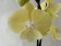 Phalanopsis Limoncello 'Kizz' (2 Rispen)