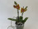Phalaenopsis Sogo Lawrence 'Peloric' (2 Rispen)